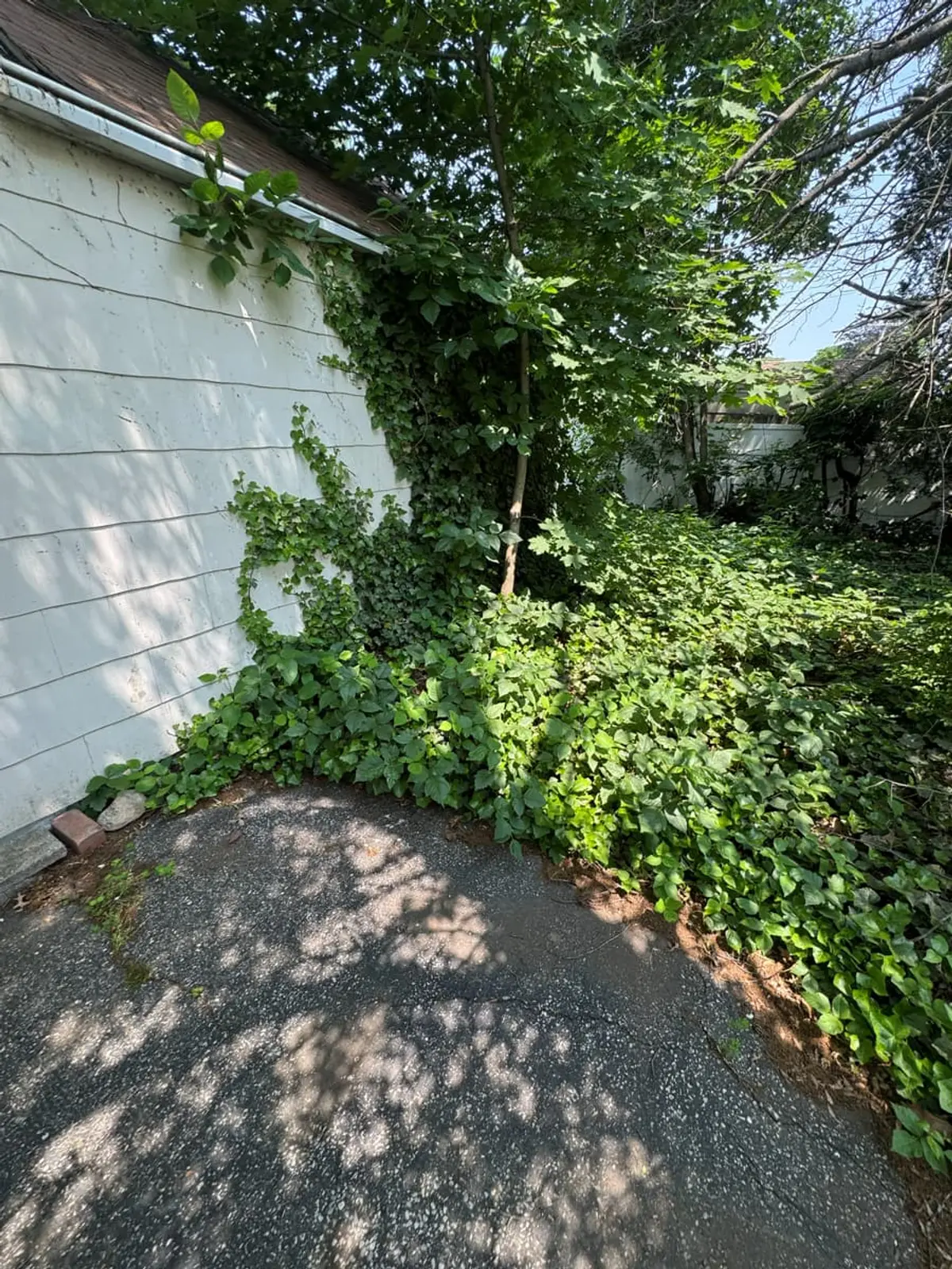 Selling a house with a failed cesspool in Levittown: ivy climbing the side of a garage along the driveway